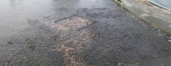 泥鳅养殖要二防一调一加强_养殖问答