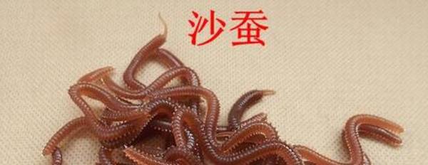 沙蚕的常见养殖方法_养殖问答