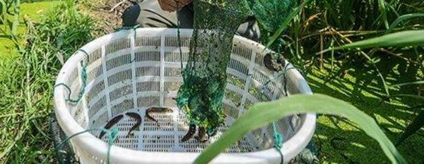 养泥鳅时饲料投喂的注意事项_养殖问答