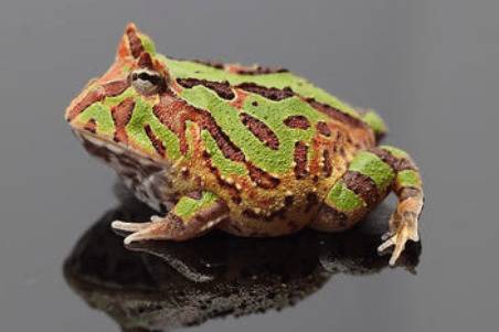 角蛙寿命有多久?_养殖问答