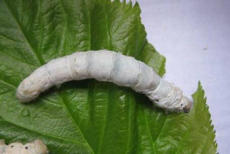 蚕吃什么会变颜色_养殖问答