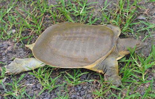 甲鱼什么时候产卵下蛋_养殖问答