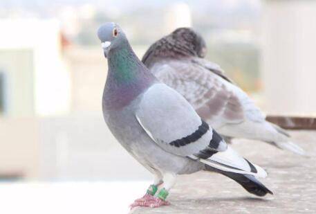 养500对鸽子投资多少钱_养殖问答