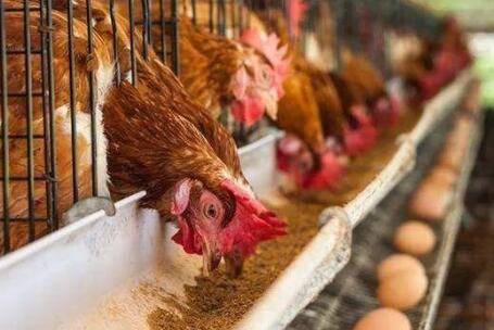 养鸡时怎么控料?_养鸡