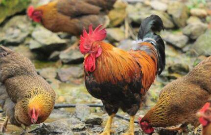 养鸡可以喂鱼肠吗?_养鸡