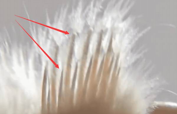 贵妃鸡怎么分公母_养鸡