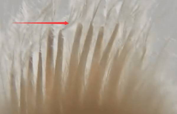 贵妃鸡怎么分公母_养鸡