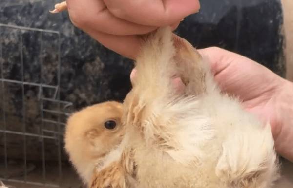 贵妃鸡怎么分公母_养鸡