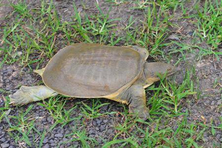 甲鱼是不是王八_养鱼