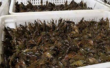 小龙虾苗种放苗的基本流程_养虾