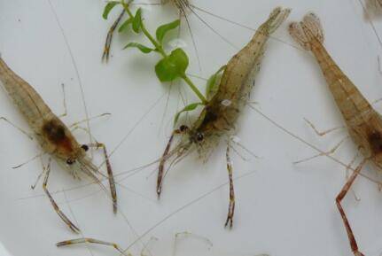 河虾有没有寄生虫_养虾