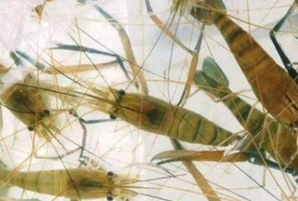 河虾有没有寄生虫_养虾
