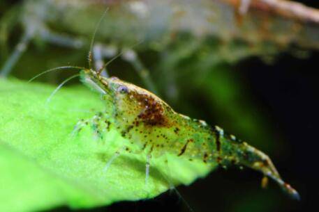 养殖的虾有没有激素_养虾