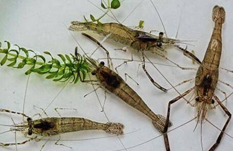 河虾没有水能活多久_养虾