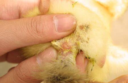 怎么鉴别鸭子公母,从四个方面来试一试_养鸭