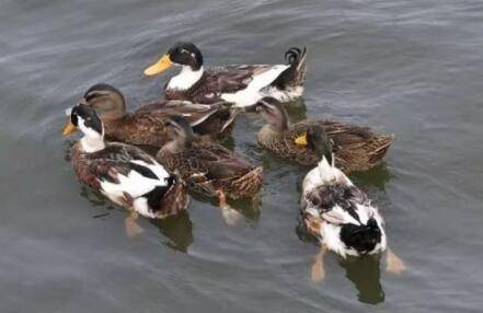 怎么鉴别鸭子公母,从四个方面来试一试_养鸭