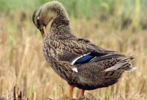 肉鸭品种之高邮鸭_养鸭