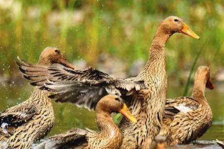 肉鸭品种之高邮鸭_养鸭