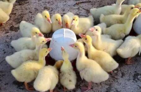 小鸭子要不要控制喝水_养鸭