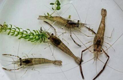 河虾喂养什么食物_养虾