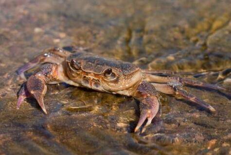 小龙虾与河蟹混养模式_养虾