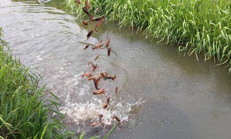 稻田套养小龙虾的基本要求_养虾