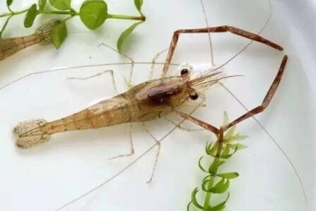 河虾会吃鱼吗?_养虾