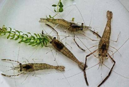 河虾会吃鱼吗?_养虾