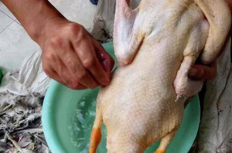 鸭子小毛太多怎么办_养鸭