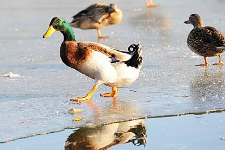 鸭子拉白稀粪什么原因,鸭子拉白稀粪怎么防治_养鸭