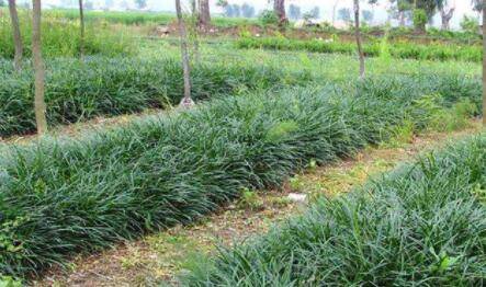 麦冬哪个产地最正宗_种植问答