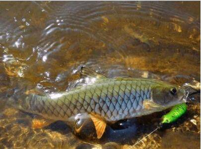 青鱼有没有牙齿_养鱼