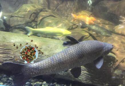 青鱼浮头怎么钓?_养鱼