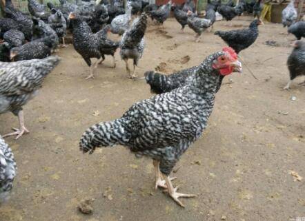芦花鸡的产地在哪里_养鸡
