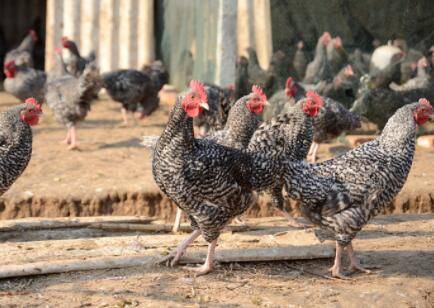 芦花鸡的产地在哪里_养鸡