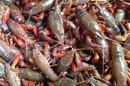 345钱小龙虾有多大_养虾