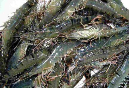 草虾是海虾还是河虾_养虾