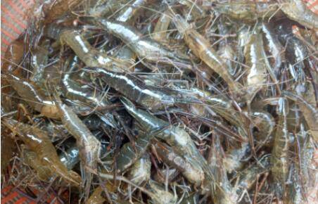 草虾和黑虎虾有什么区别_养虾