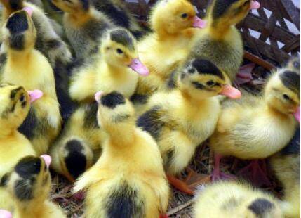 新手养鸭怎么选择好鸭苗_养鸭