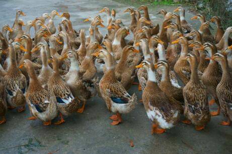 新手养鸭怎么选择好鸭苗_养鸭