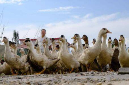 养鸭子如何快速出栏_养鸭