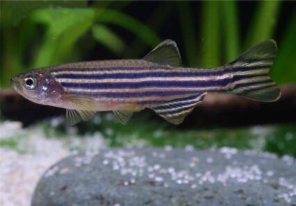 斑马鱼寿命是多长_养殖问答