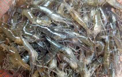 草虾一般多少钱一斤_养虾