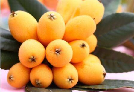 枇杷种几年才结果,枇杷一年结几次果_瓜果种植