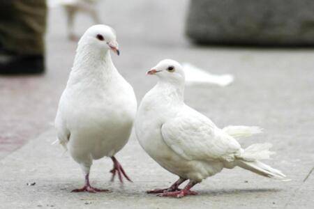 肉鸽拉稀是什么原因_养殖问答