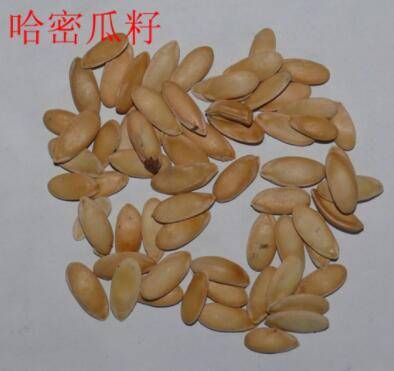 哈密瓜籽怎么播种_瓜果种植