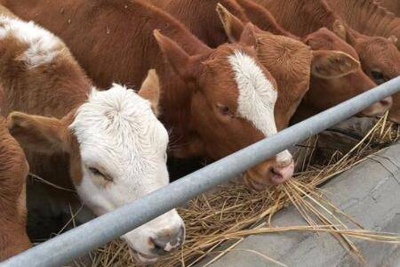 大蒜喂牛有什么作用_养殖问答