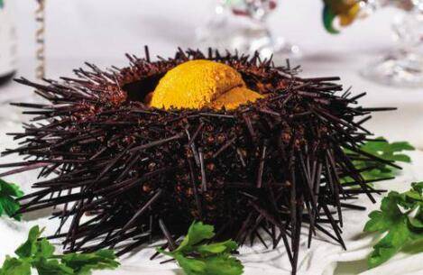 海胆有没有毒_养鱼