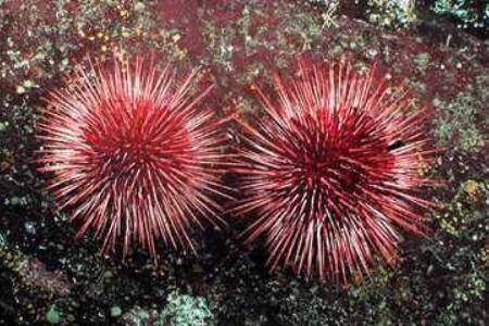 红海胆能不能吃_养鱼