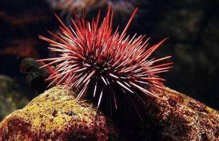 红海胆的保鲜方法_养鱼